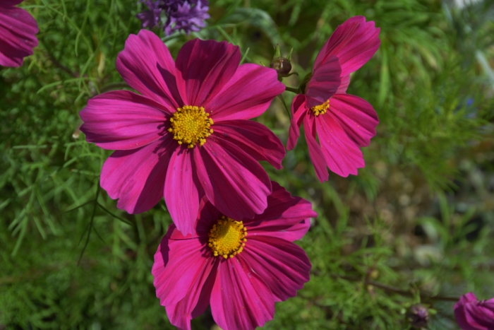 close up of flowers